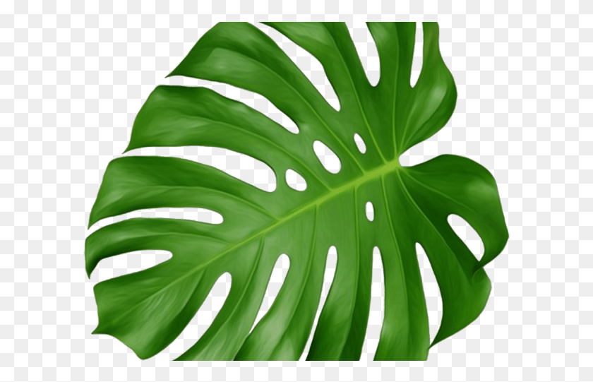 605x481 Tropics Clipart Tropical Foliage Swiss Cheese Plant Leaf, Green, Fern, Veins HD PNG Download