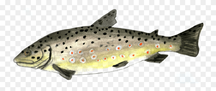 940x356 Trout Fish Trout, Animal, Cod HD PNG Download