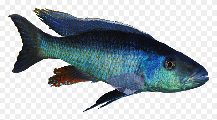 967x501 Форель Pomacentridae, Рыба, Животное, Водные Hd Png Скачать