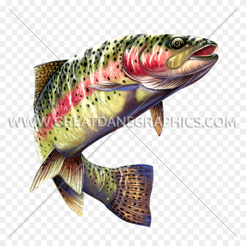 825x825 Trout Rainbow Trout Clear Background, Fish, Animal, Bird HD PNG Download