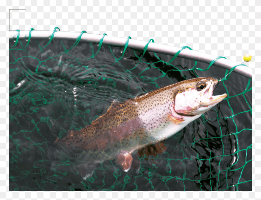 886x665 Trout Stockings Will Take Place Across Tennessee In Coastal Cutthroat Trout, Fish, Animal, Coho HD PNG Download