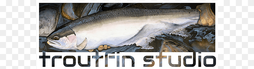 601x230 Troutfin Studio Trout, Animal, Coho, Fish, Sea Life Sticker PNG