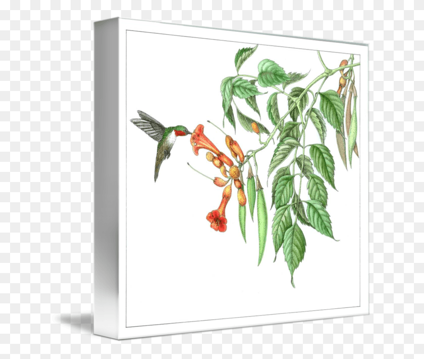 638x650 Trumpet Vine Rufous Hummingbird, Bird, Animal, Plant HD PNG Download