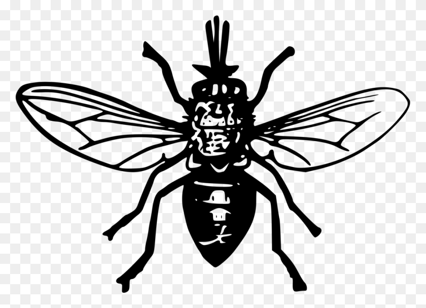 1068x750 Tsetse Fly Insect Black Fly Computer Icons Tsetse Fly Clipart, Gray, World Of Warcraft HD PNG Download