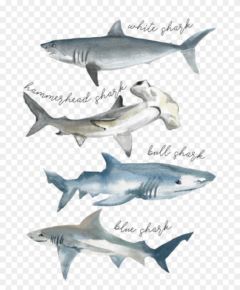Tshirt Shark Watercolor White Shirts With Shark, Sea Life, Fish, Animal HD PNG Download