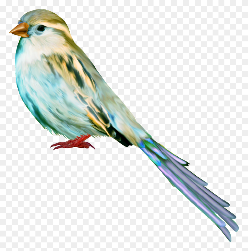 1581x1600 Tube Birds Los Tipitos Art Craft Art, Bird, Animal, Canary HD PNG Download