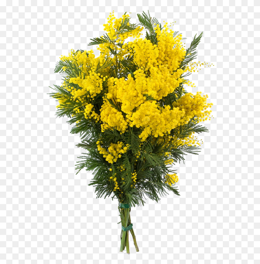 546x794 Tube Bouquet Of Mimosa Bouquet De Mimosa, Plant, Flower, Blossom HD PNG Download