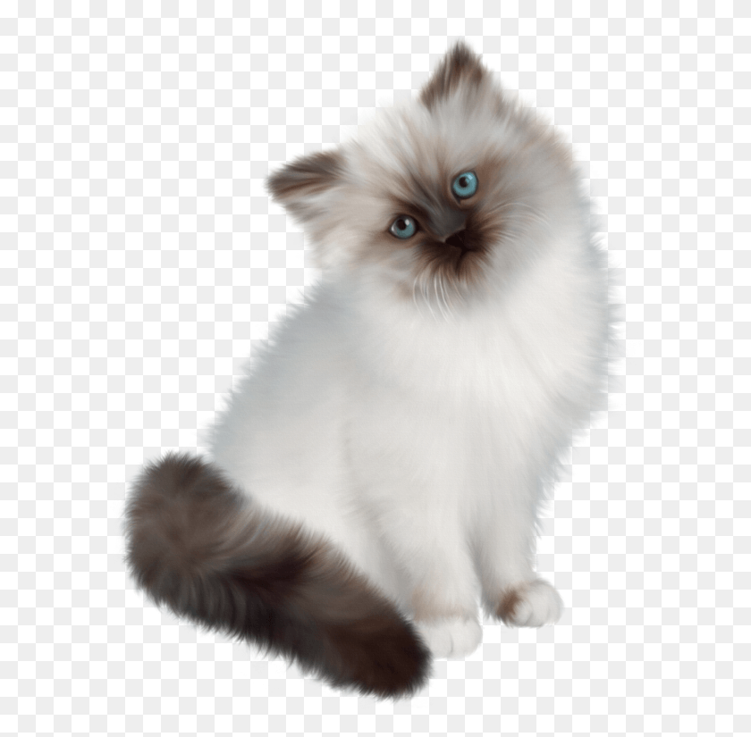 600x765 Tube Chat Siamese Cat Transparent Background, Angora, Pet, Mammal HD PNG Download