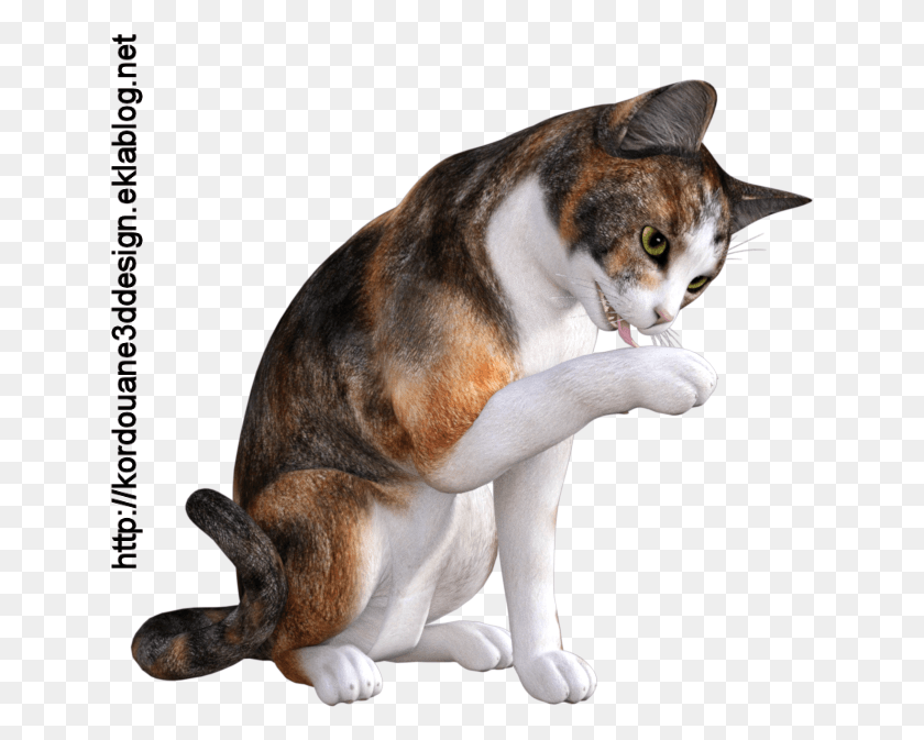 640x613 Tube De Chatte Isabelle Domestic Short Haired Cat, Dog, Pet, Canine HD PNG Download