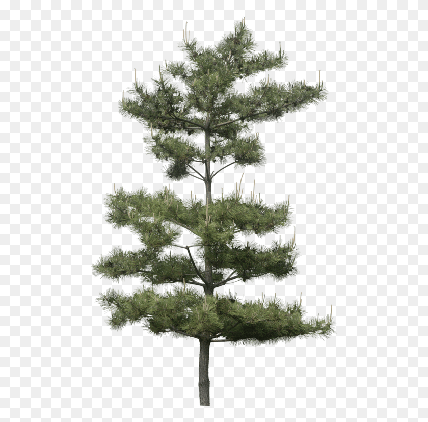 486x768 Descargar Png Tubes Arbres Et Verdures Arbre Forest Illustration Slash Pine Tree Photoshop, Tree, Plant, Conifer Hd Png