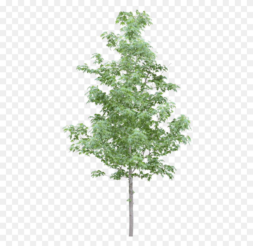 434x757 Tubes Arbres Et Verdures Trees Photoshop Trees For Photoshop, Plant, Tree, Pottery HD PNG Download