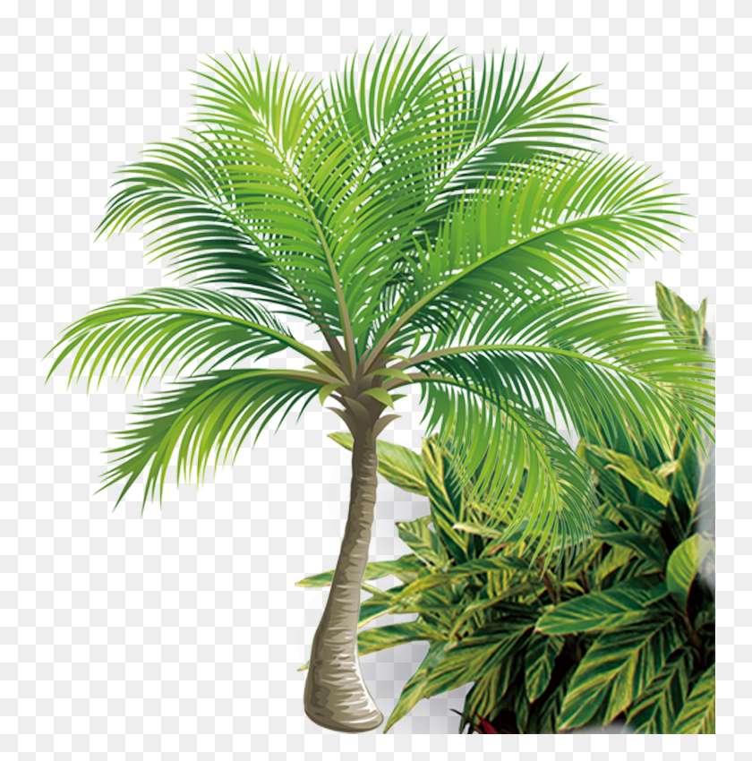 758x790 Tubes Arbres Feuilles Branches Tree Images, Plant, Palm Tree, Arecaceae HD PNG Download