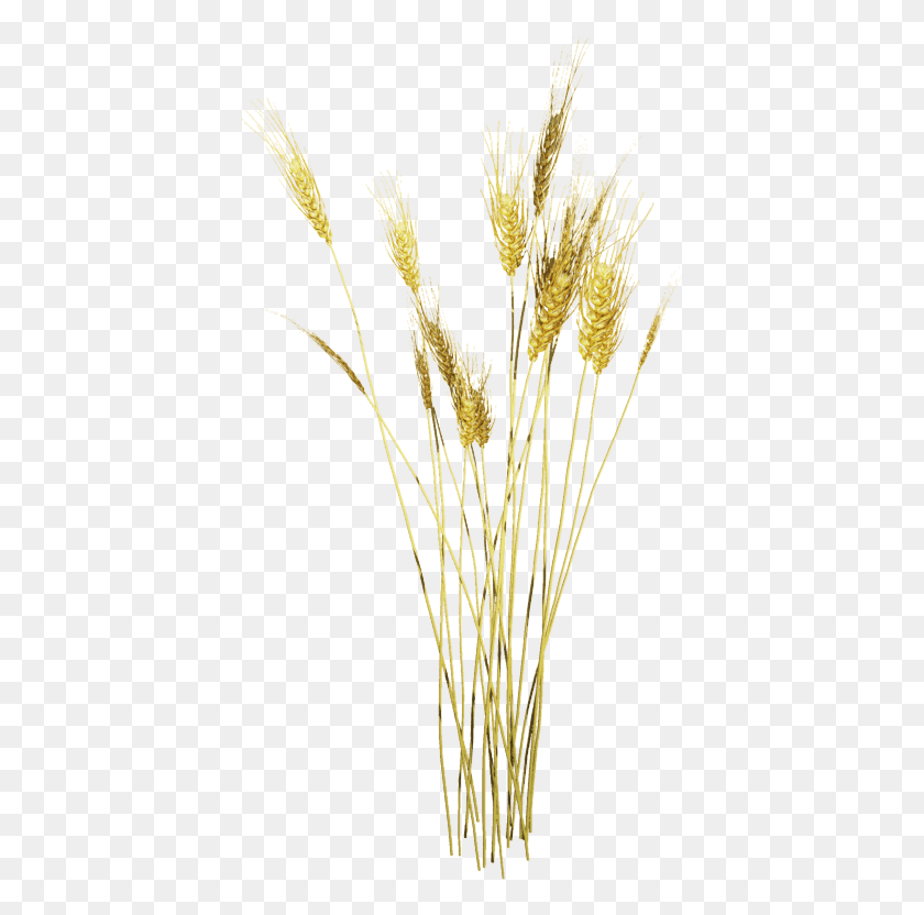 406x772 Tubes Arbres Plantes Wheat Plant Photoshop, Grass, Lawn, Vegetation HD PNG Download