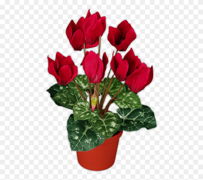 470x684 Png Тюбик Fleurs Plantes Цикламен, Растение, Цветок, Цветение Png Скачать