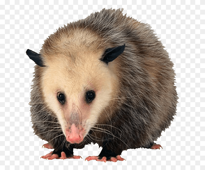 630x639 Tucker Once Mistook The Possum For His Late Sister She Thinks She Looks Vs, Wildlife, Animal, Mammal HD PNG Download
