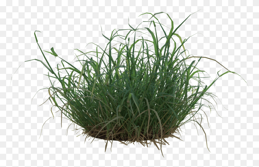 1539x954 Tuft Of Grass, Plant, Bush, Vegetation HD PNG Download