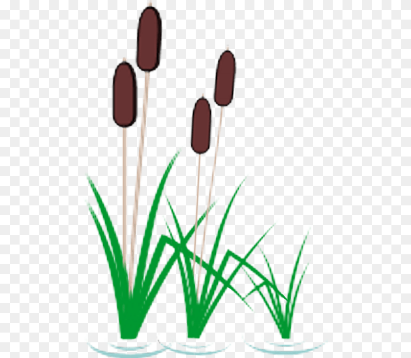 500x732 Tule White, Plant, Reed, Grass, Smoke Pipe Transparent PNG