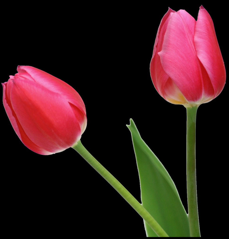 969x1008 Тюльпан, Растение, Цветок, Цветение Hd Png Скачать