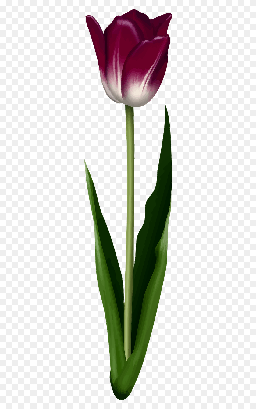 294x1281 Тюльпан, Растение, Алоэ, Цветок Hd Png Скачать
