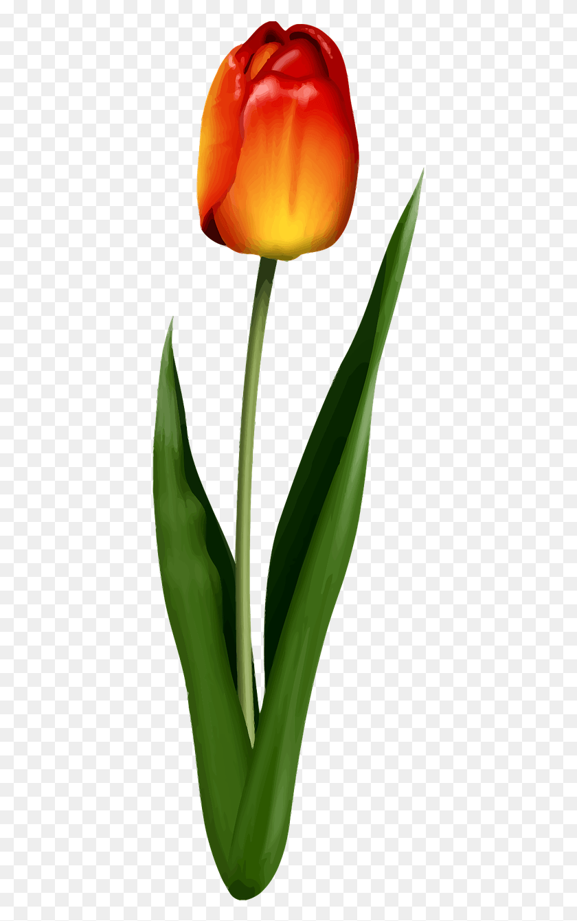 401x1281 Tulip, Plant, Flower, Blossom HD PNG Download