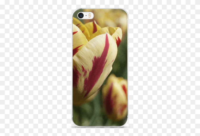 261x512 Тюльпан, Лепесток, Цветок, Растение Hd Png Скачать
