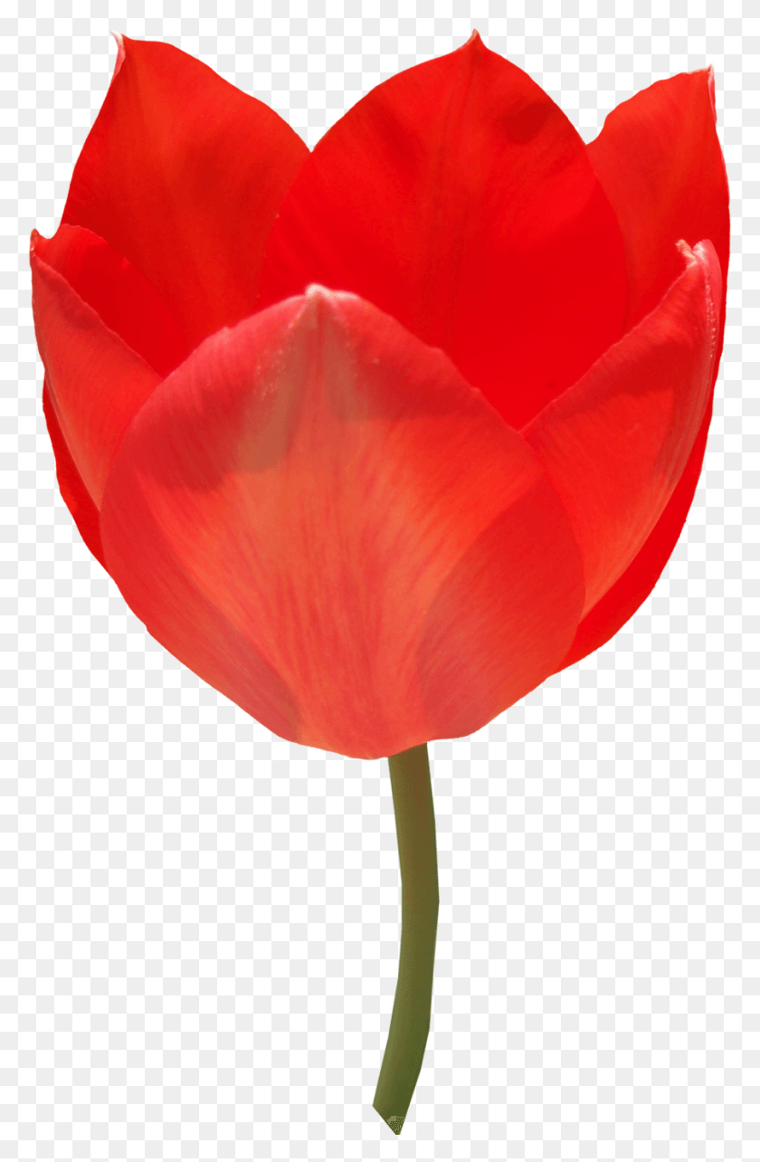 900x1413 Tulip, Plant, Flower, Blossom HD PNG Download