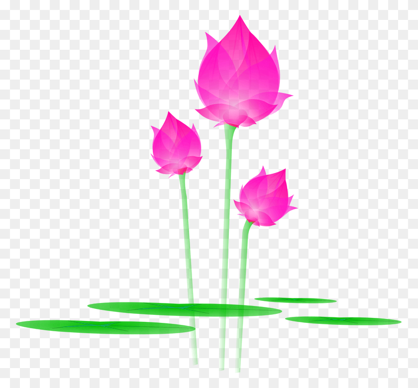 775x720 Tulip, Planta, Rosa, Flor Hd Png