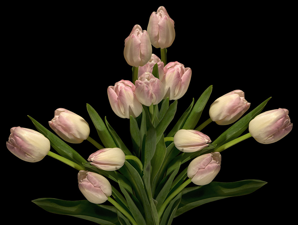 953x720 Тюльпан, Растение, Цветок, Цветение Hd Png Скачать