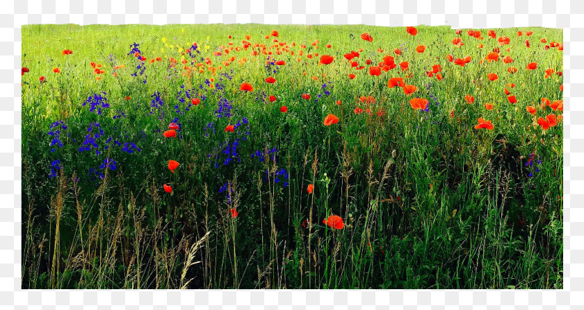 1025x509 Tulip, Grassland, Outdoors, Field HD PNG Download