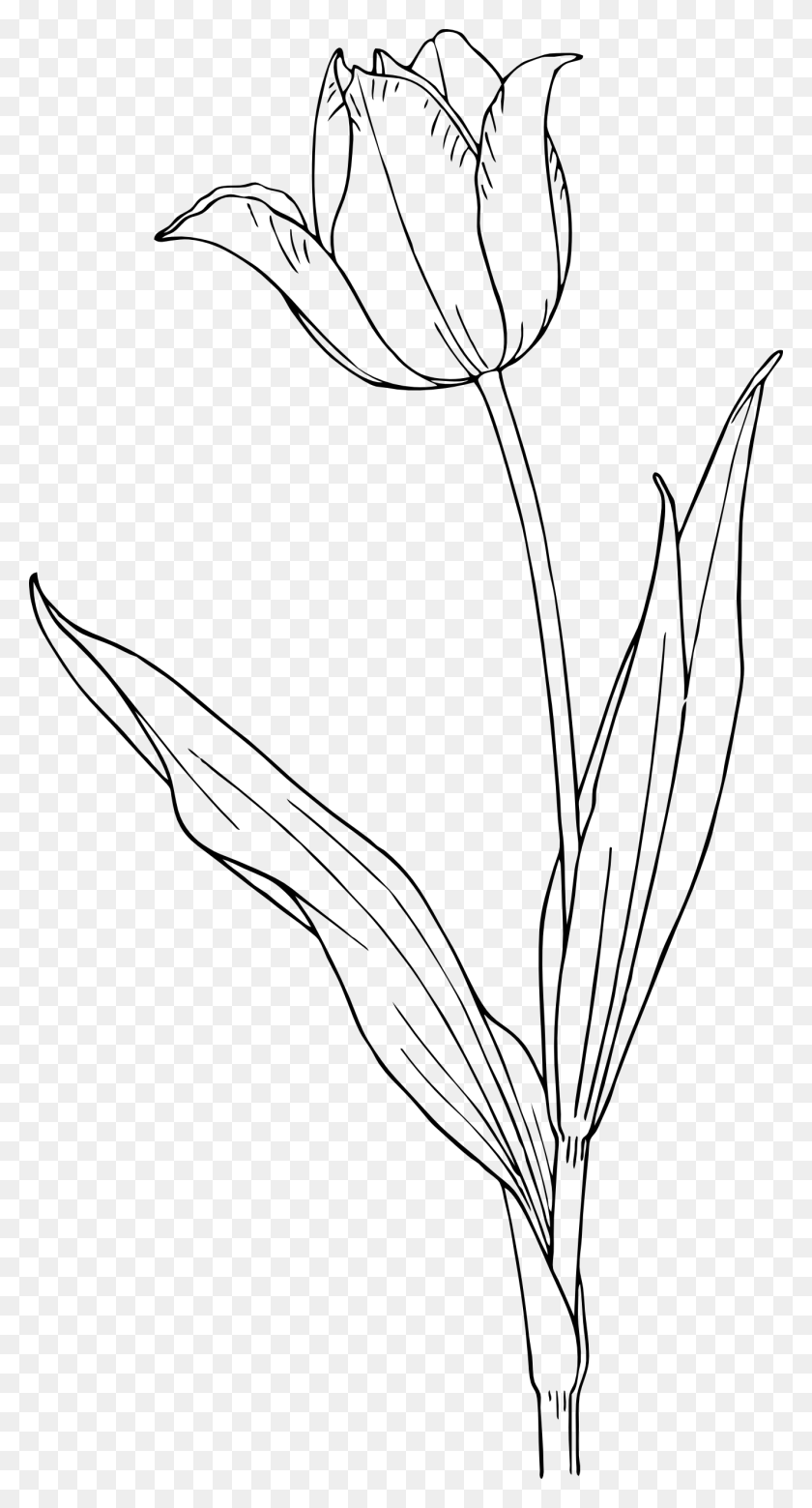 1331x2558 Tulip, Plant, Flower, Blossom HD PNG Download