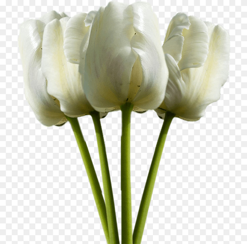 725x830 Tulip, Flower, Plant, Petal, Rose Transparent PNG