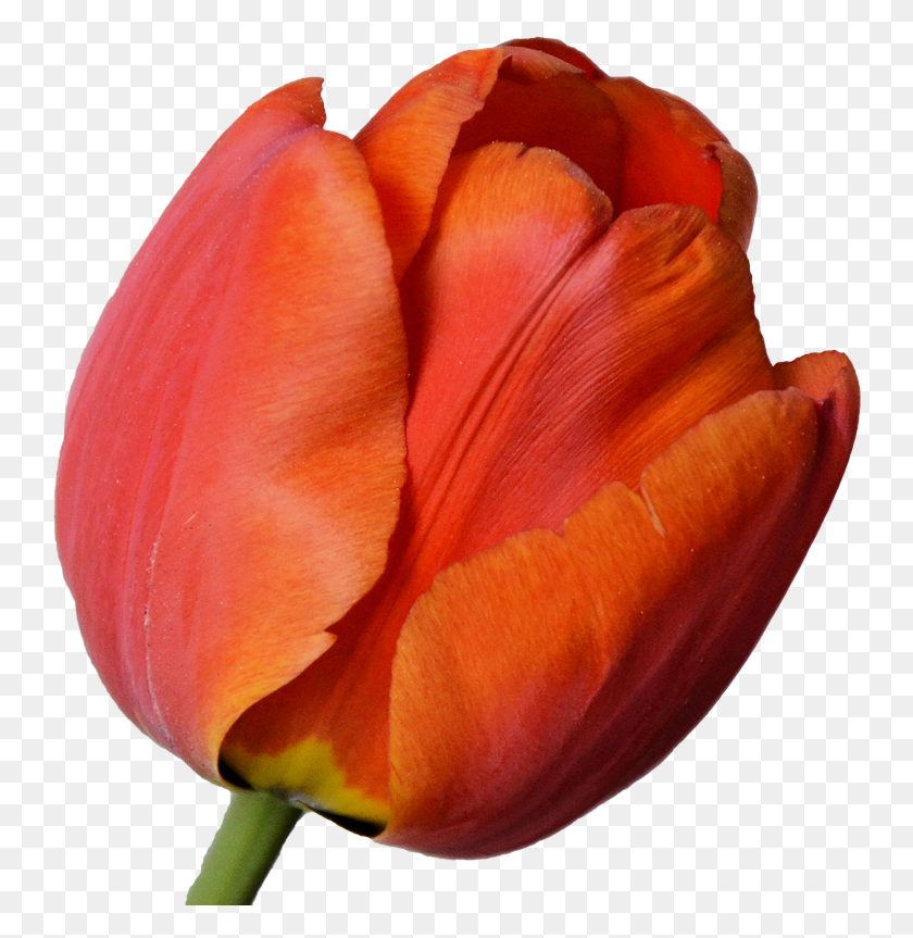 748x803 Tulip Blossom Bloom Red Orange Image Tulipan Naranja, Plant, Flower, Rose HD PNG Download