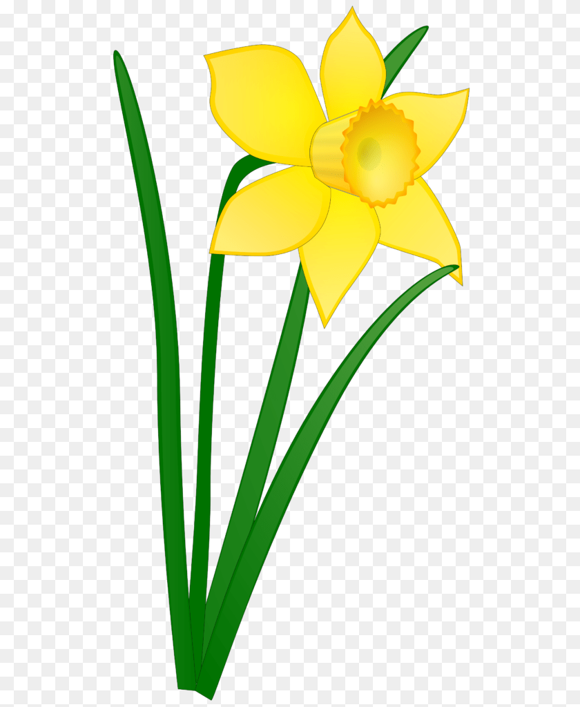 547x1024 Tulip Clipart Daffodil Flower Clip Art No Background, Plant, Person PNG