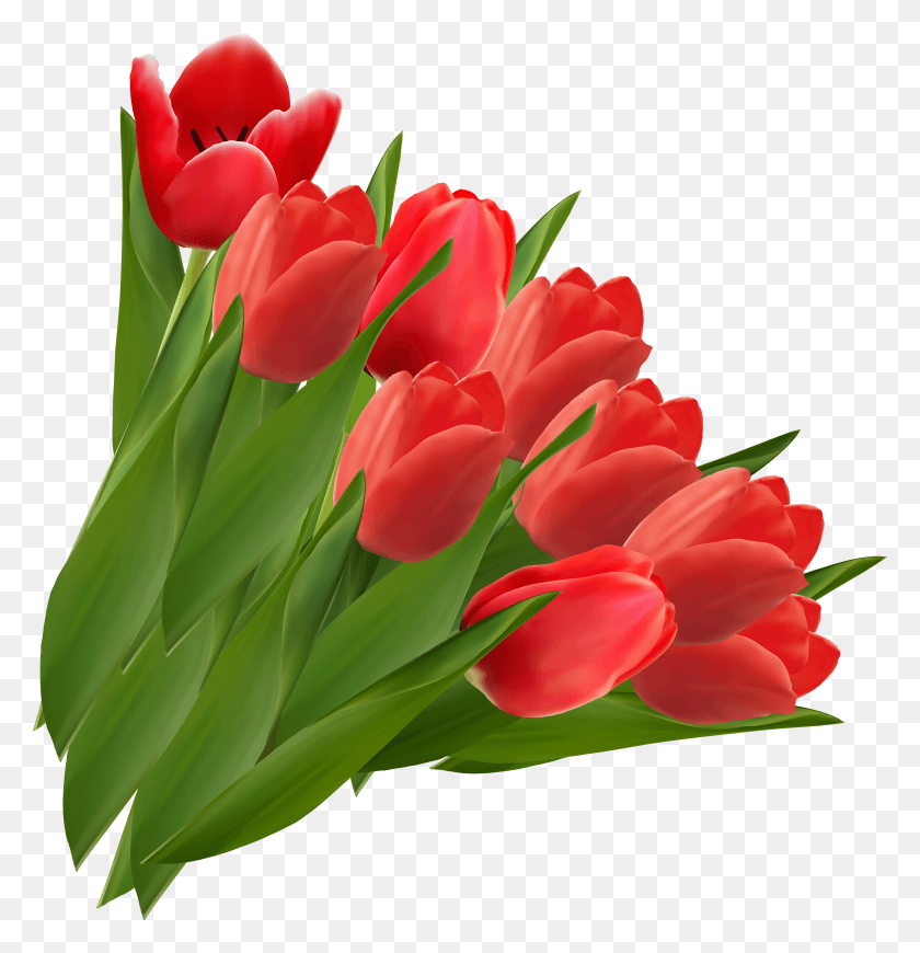 3372x3504 Tulip Clipart Icon Tulips, Plant, Flower, Blossom HD PNG Download