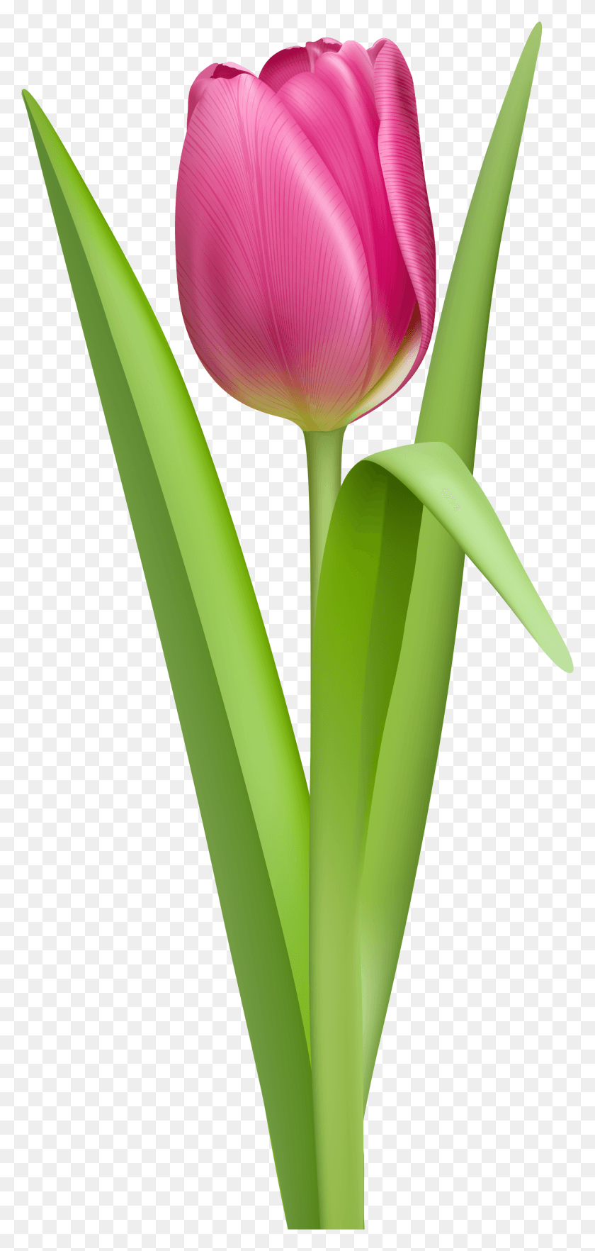 1769x3865 Tulip Clipart No Background Tulip Clipart, Plant, Flower, Blossom HD PNG Download