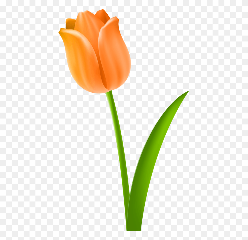 443x750 Tulip Cut Flowers Plant Stem Drawing Tulip Stem, Flower, Blossom HD PNG Download