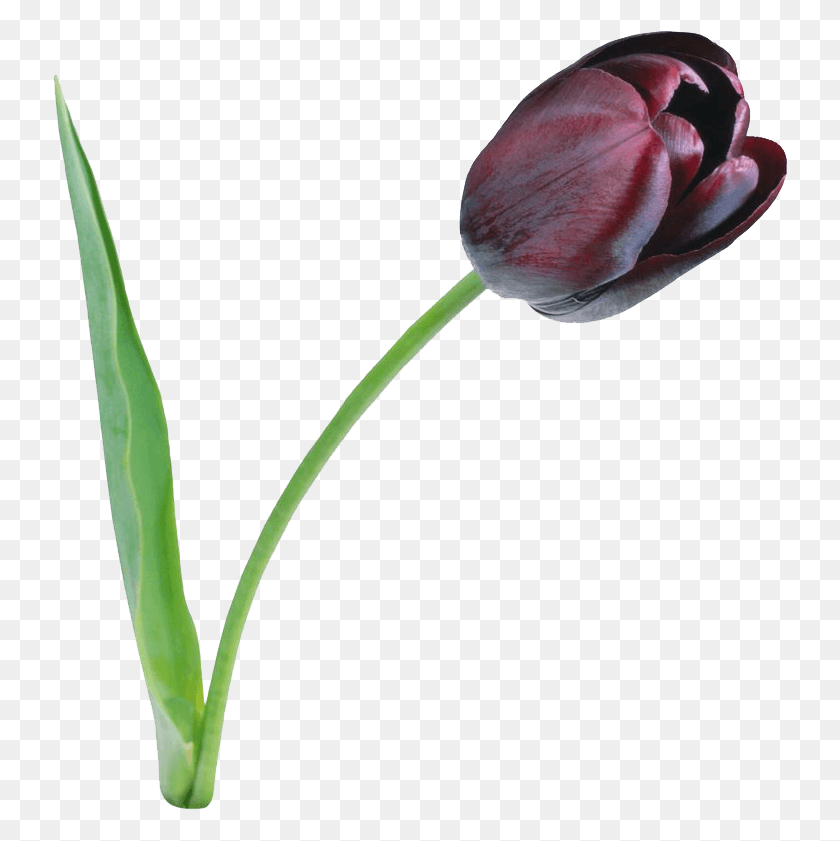 736x781 Tulip File Tulips Flowers, Plant, Flower, Blossom HD PNG Download
