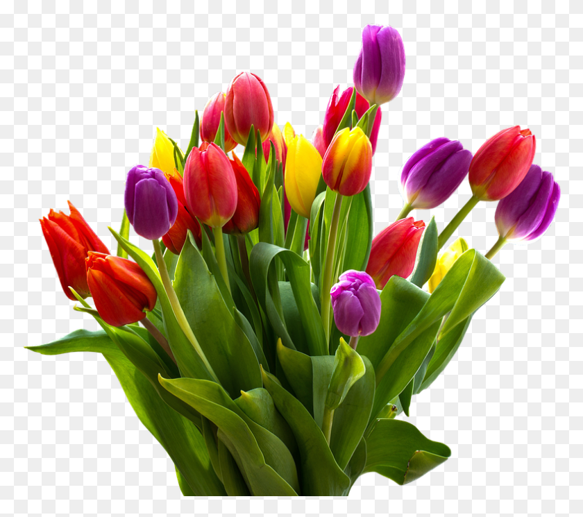 787x692 Тюльпан Цветок, Растение, Цветок, Букет Цветов Hd Png Скачать
