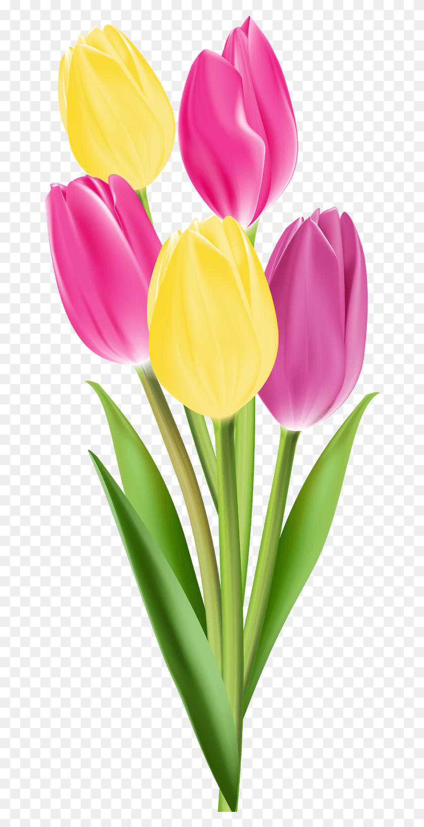 666x1576 Tulip Flower Bouquet Clip Art Single Flowers, Plant, Flower, Blossom HD PNG Download