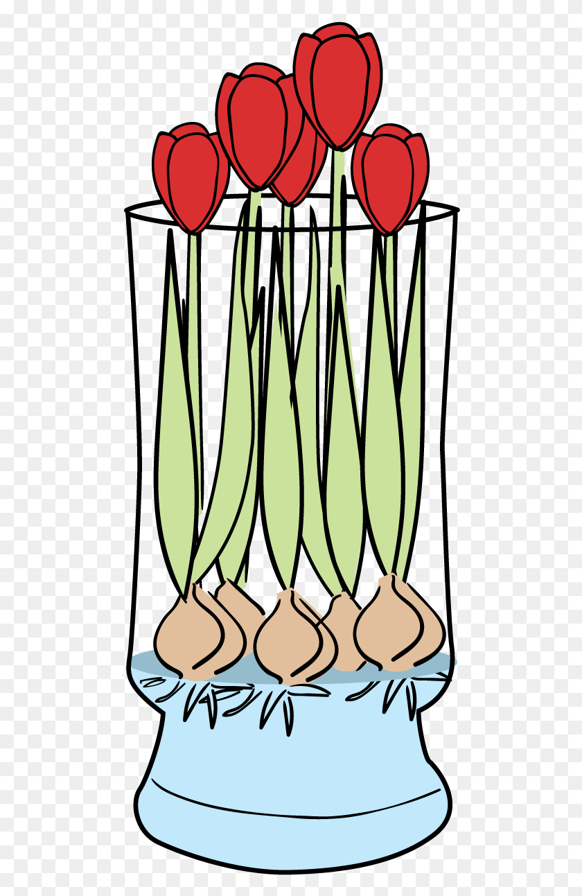 488x1233 Tulip Flower Bulb Clip Art Tulip Bulbs Hydroponics, Plant, Vegetation, Tree HD PNG Download