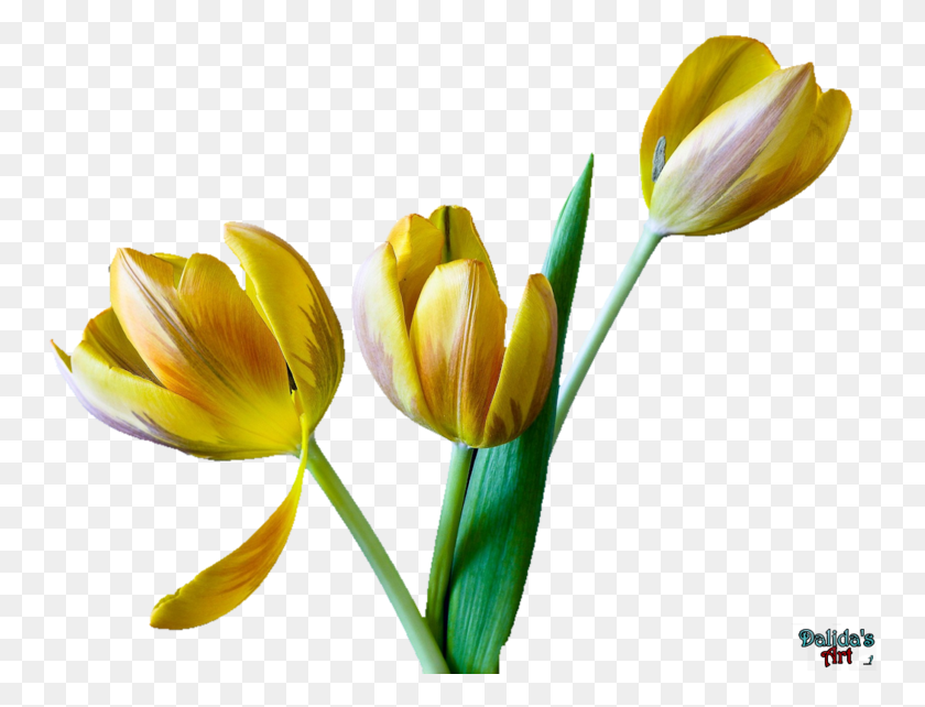 754x582 Tulip Flower Clip Art Free, Plant, Blossom, Petal HD PNG Download