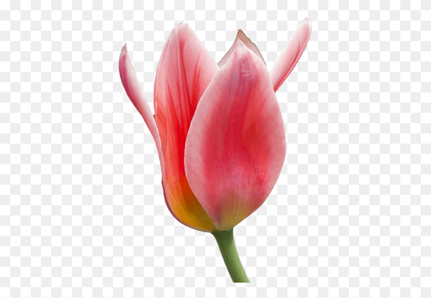 385x521 Tulip Flower Free Transparent Images Free Red And White Tulip, Plant, Blossom, Petal HD PNG Download