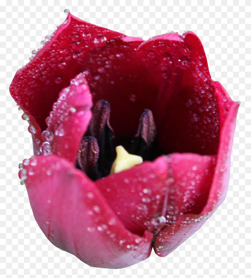 900x1005 Тюльпан Цветок Бесплатные Прозрачные Изображения Бесплатно Тюльпан Хумилис, Роза, Растение, Цветение Hd Png Скачать