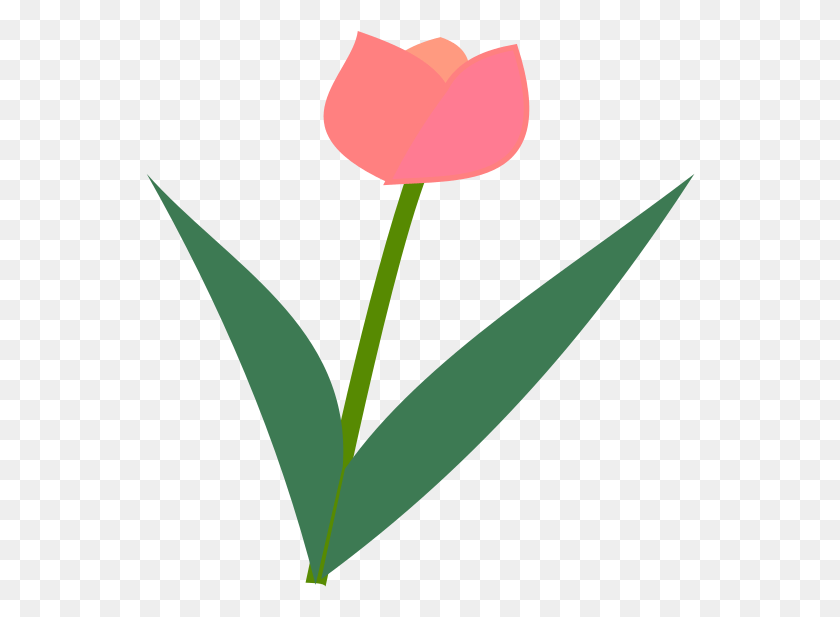 550x557 Тюльпан Цветок Значок Sprenger39S Тюльпан, Растение, Цветок, Лепесток Png Скачать