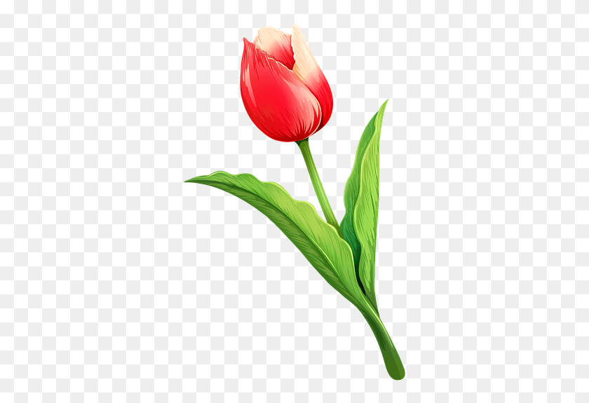 321x515 Tulip Flower Natural Spring Nature Bouquet White Tulipano, Plant, Blossom, Petal HD PNG Download