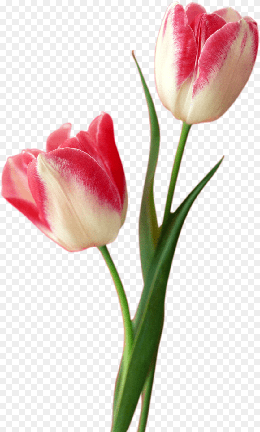 Tulip Free Download Tulips, Flower, Plant, Rose Sticker PNG