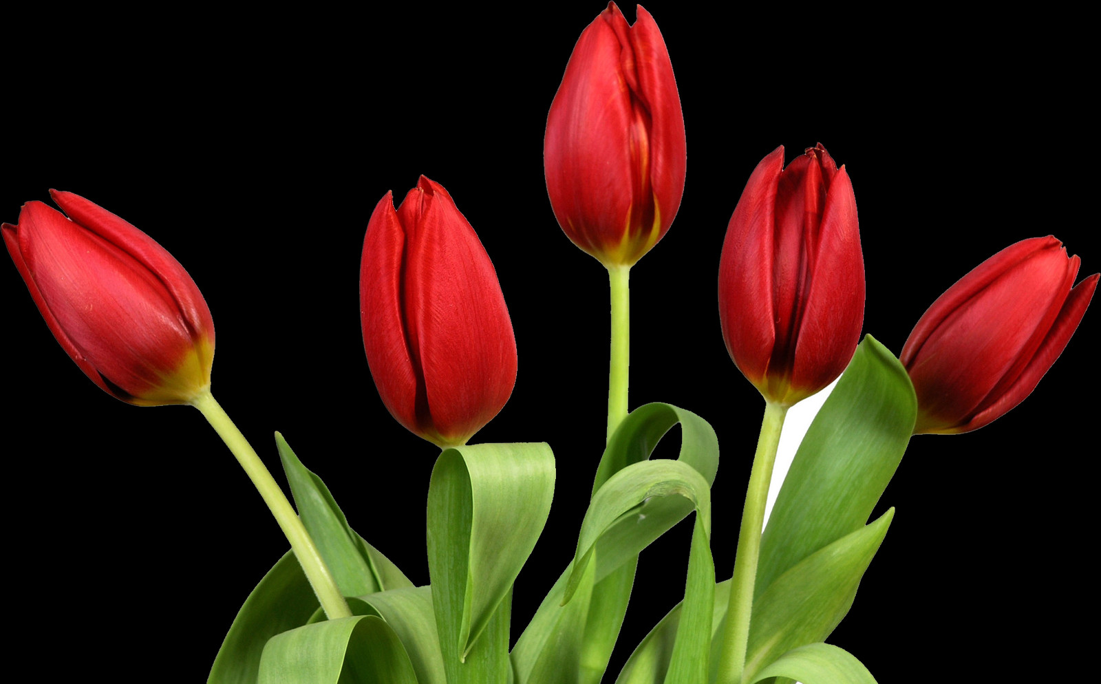 1600x994 Tulip Free Pngs Krmz Lalenin Anlam, Plant, Flower, Blossom HD PNG Download