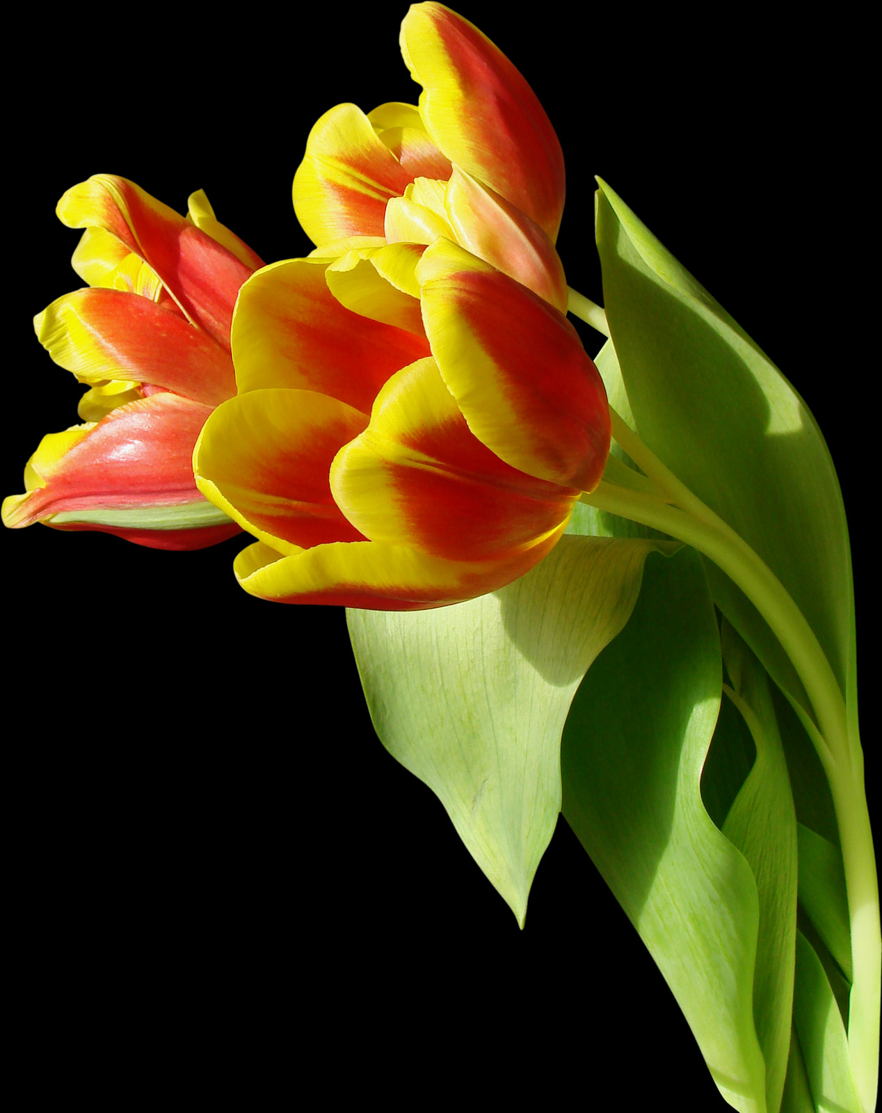 1268x1600 Png Тюльпан Люблю Тебя Колибри, Растение, Цветок, Цветение Hd Png Скачать