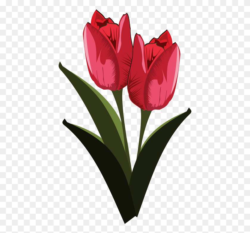 449x725 Tulip Free To Use Clip Art Public Domain Clip Art Flower, Plant, Blossom, Petal HD PNG Download