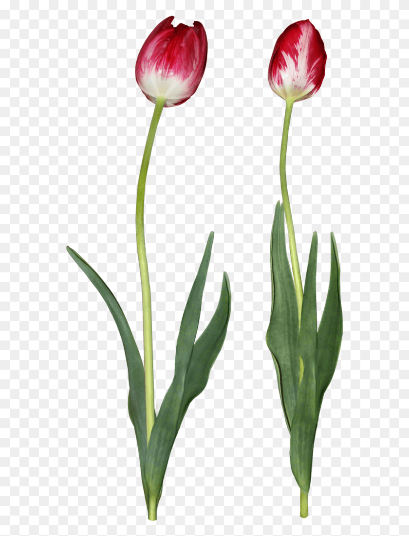 571x1042 Tulip Image Lady Tulip, Plant, Amaryllidaceae, Flower HD PNG Download